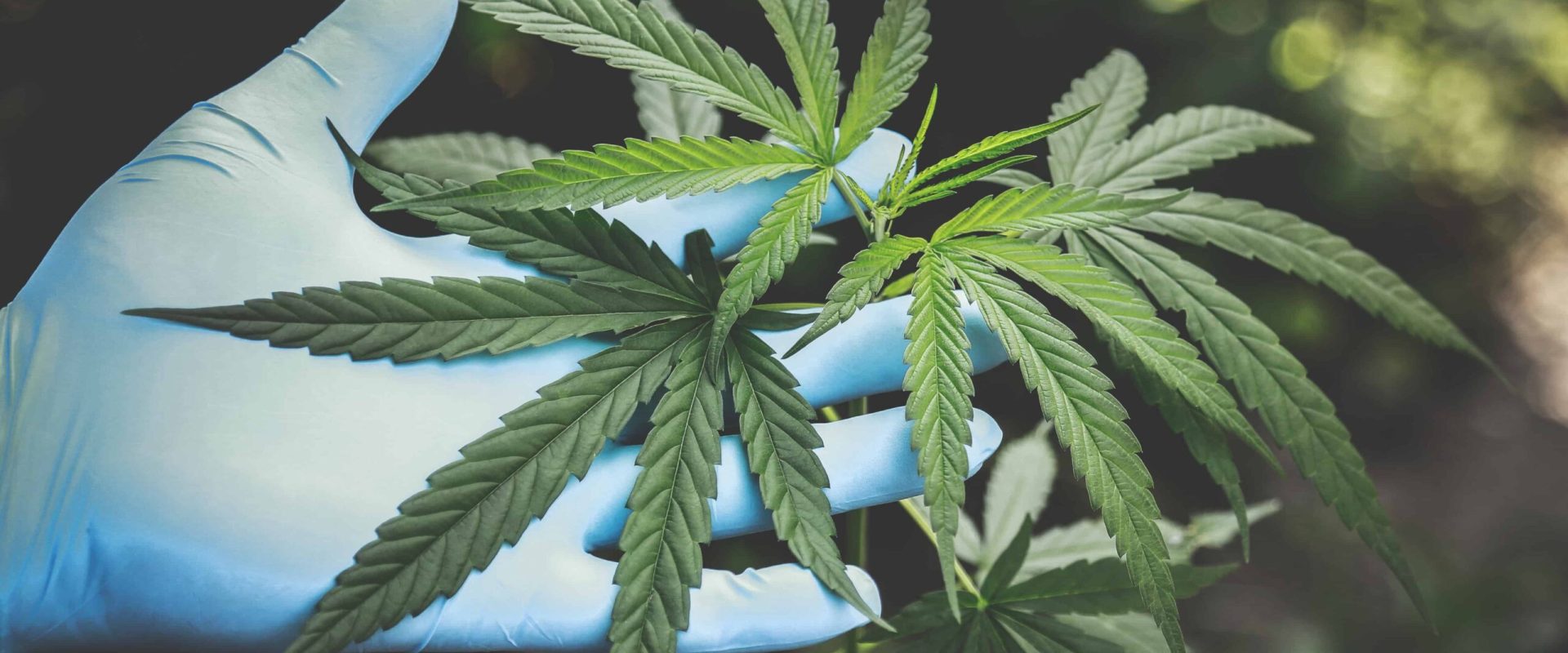 Cannabis_Plant_Leave Cannabis Plant, Cannabis Pflanzen Blatt