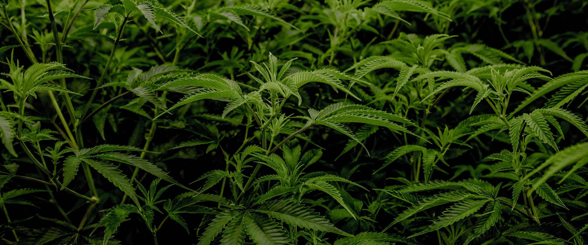 Cannabis_Plantage Cannabis Plantage, Cannabis Anbauvereine, Cannabis Pflanze