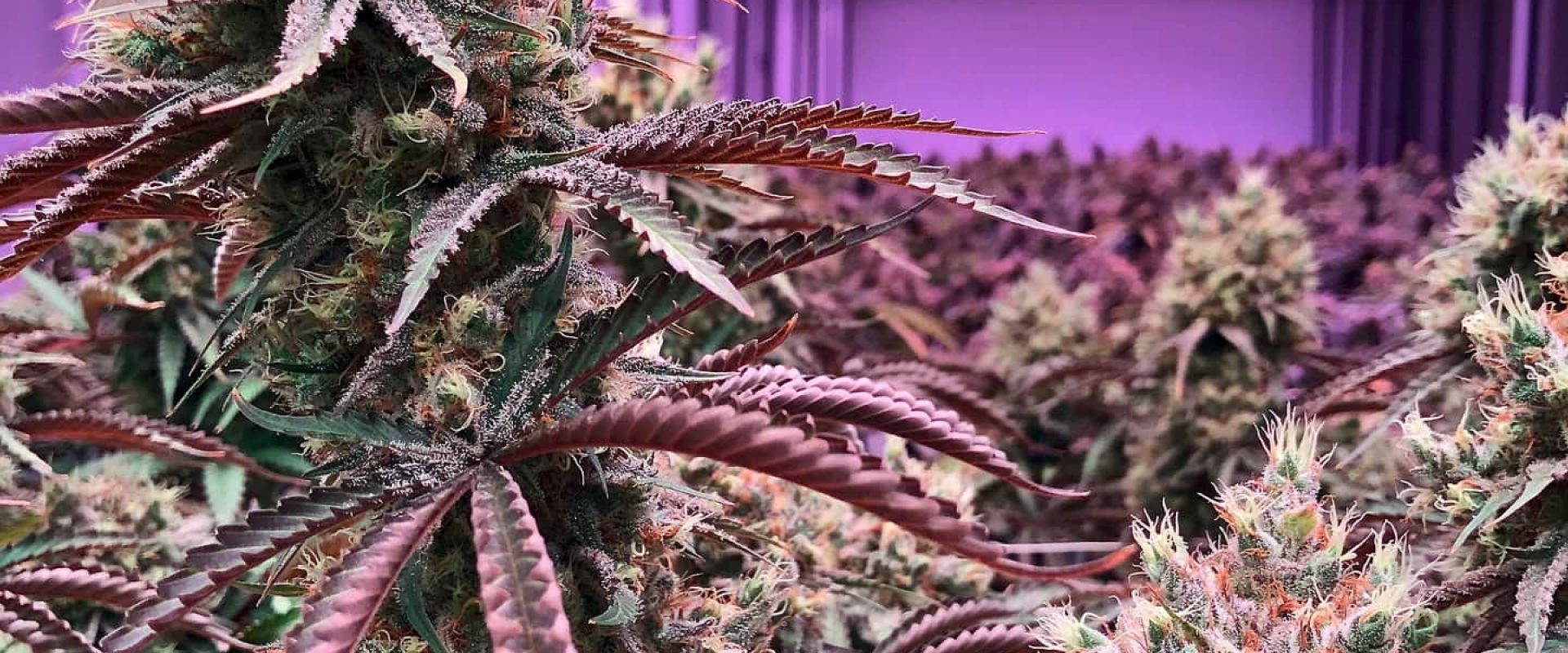 Cannabis-plant cannabis social club, Cannabis, Weed